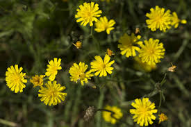 Attēlu rezultāti vaicājumam “Leontodon autumnalis”