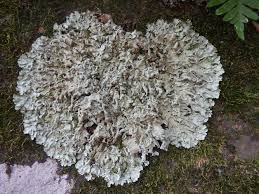 Attēlu rezultāti vaicājumam “Flavoparmelia caperata”