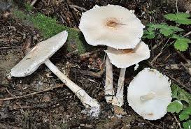 Attēlu rezultāti vaicājumam “Lepiota clypeolaria”