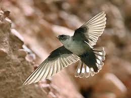 Image result for Ptyonoprogne rupestris