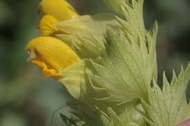 Attēlu rezultāti vaicājumam “Rhinanthus serotinus flower”