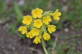 Attēlu rezultāti vaicājumam “Primula x polyantha flower”