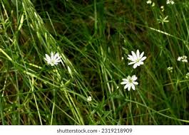 Attēlu rezultāti vaicājumam “Stellaria longifolia flower”