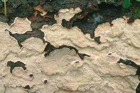 Attēlu rezultāti vaicājumam “Junghuhnia pseudozilingiana”