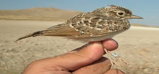 Attēlu rezultāti vaicājumam “Galerida cristata adult”