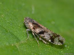 Attēlu rezultāti vaicājumam “Delphacidae”