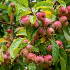 Attēlu rezultāti vaicājumam “Malus sylvestris”