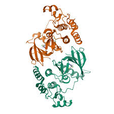 Image result for b%FD%E7ak anatomisi