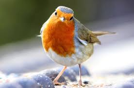 Image result for Erithacus rubecula