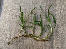 Image result for rosa aquatica