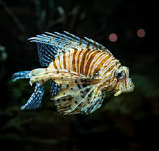 Image result for Pterois radiata