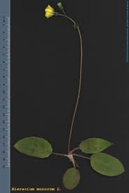 Attēlu rezultāti vaicājumam “Hieracium murorum”