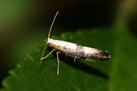 Attēlu rezultāti vaicājumam “Argyresthia spinosella”