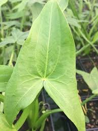 Attēlu rezultāti vaicājumam “Sagittaria sagittifolia leaf”