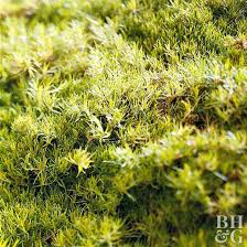 Attēlu rezultāti vaicājumam “moss”