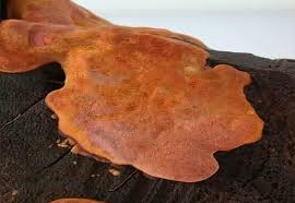 Attēlu rezultāti vaicājumam “Antrodia”