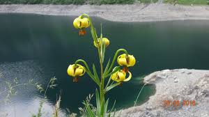 Attēlu rezultāti vaicājumam “Lycogala persicum young”