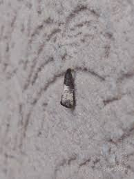 Attēlu rezultāti vaicājumam “Notocelia cynosbatella”