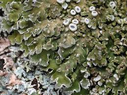 Attēlu rezultāti vaicājumam “Physconia distorta”