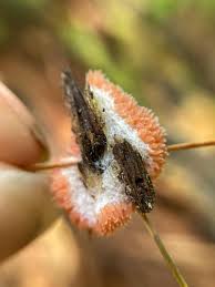 Attēlu rezultāti vaicājumam “Tubifera magna”