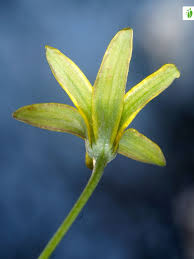 Attēlu rezultāti vaicājumam “Gagea lutea leaf”