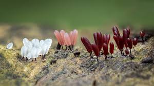 Attēlu rezultāti vaicājumam “Stemonitopsis aequalis var. microspora”