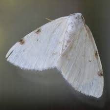 Attēlu rezultāti vaicājumam “Lomographa bimaculata”