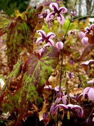 Attēlu rezultāti vaicājumam “Epimedium alpinum  flower”