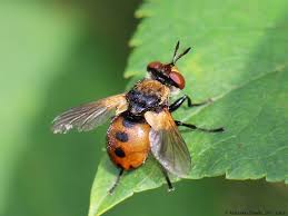 Attēlu rezultāti vaicājumam “Gymnosoma sp.”