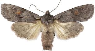 Attēlu rezultāti vaicājumam “Lithophane furcifera”