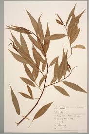 Attēlu rezultāti vaicājumam “Salix x fragilis”