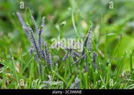 Attēlu rezultāti vaicājumam “Physarum cinereum”