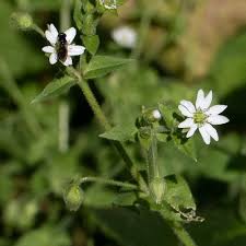 Attēlu rezultāti vaicājumam “Myosoton aquaticum”