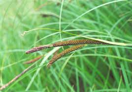 Attēlu rezultāti vaicājumam “Carex acuta”