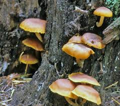 Attēlu rezultāti vaicājumam “Gymnopilus picreus”