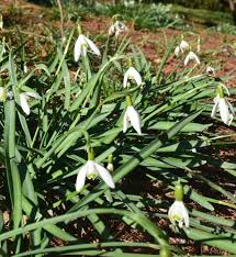 Attēlu rezultāti vaicājumam “Galanthus nivalis flower”