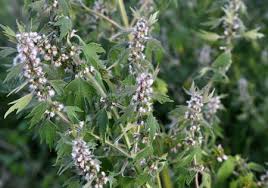 Attēlu rezultāti vaicājumam “Leonurus quinquelobatus flower”
