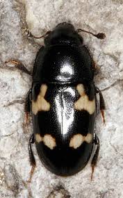 Attēlu rezultāti vaicājumam “Glischrochilus hortensis”