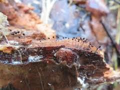 Attēlu rezultāti vaicājumam “Comatricha pulchella”