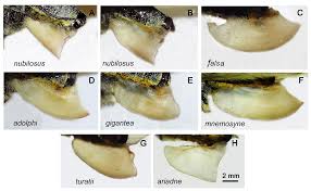Attēlu rezultāti vaicājumam “Parnassius mnemosyne underside”