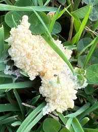 Attēlu rezultāti vaicājumam “Didymium spongiosum spores”