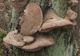 Attēlu rezultāti vaicājumam “Daedalea quercina”