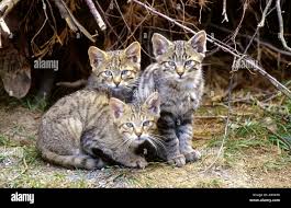 Attēlu rezultāti vaicājumam “Felis silvestris catus juvenile”