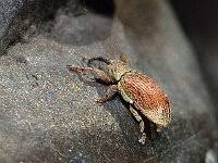 Attēlu rezultāti vaicājumam “Brachonyx pineti”