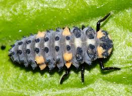 Attēlu rezultāti vaicājumam “Coccinella septempunctata larva”