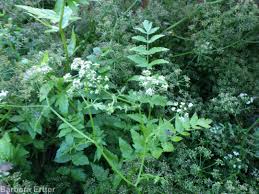 Attēlu rezultāti vaicājumam “Berula erecta leaf”