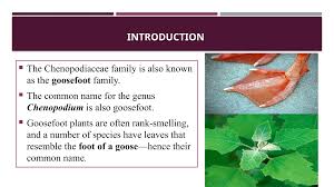 Attēlu rezultāti vaicājumam “Chenopodiaceae”