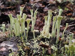 Attēlu rezultāti vaicājumam “Cladonia deformis”