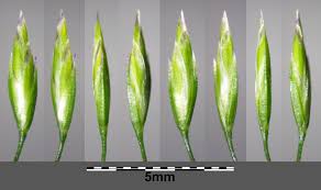 Attēlu rezultāti vaicājumam “Poa nemoralis leaf”