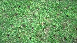 Image result for Kirby Muxloe Bowls Club